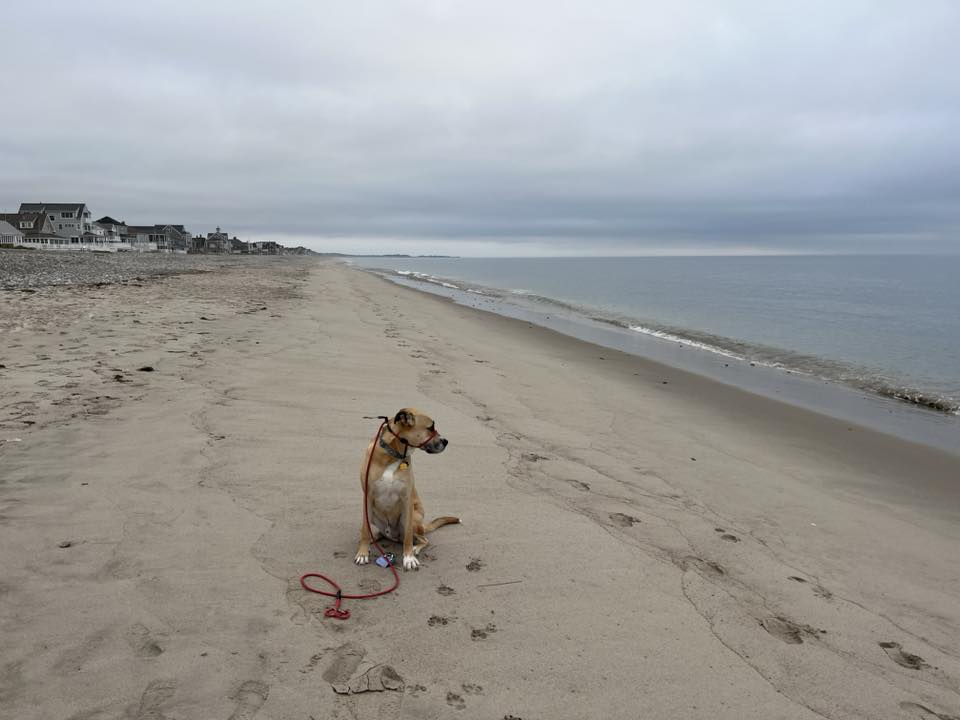 Baz - FKA (Bossman) - 2021