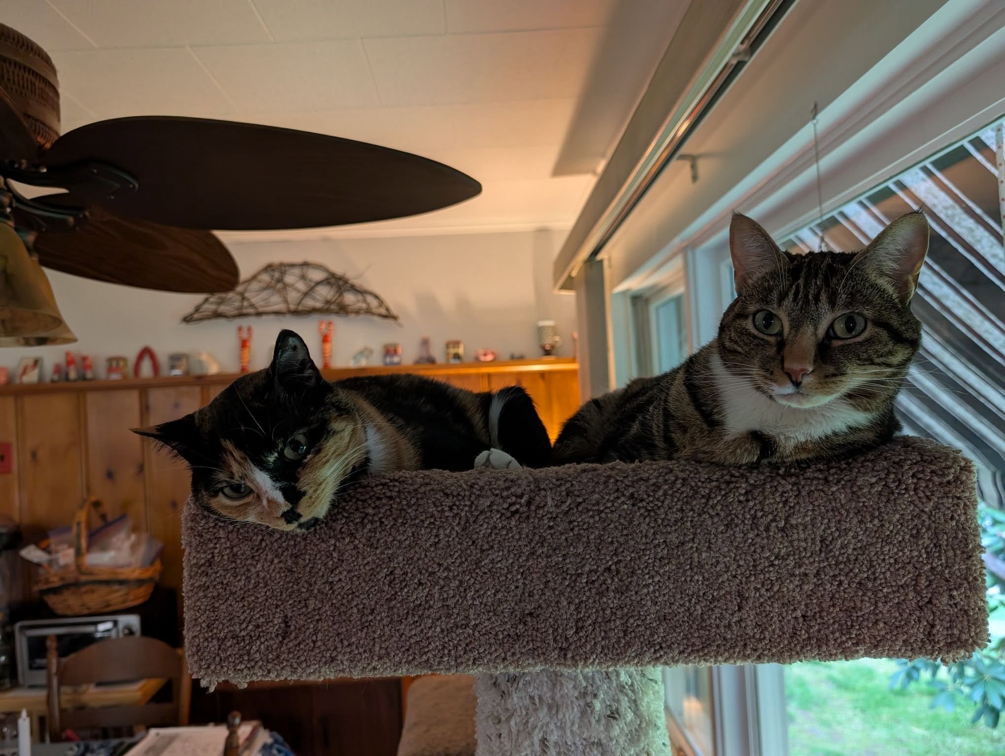 Biscuit And Tabby Jo - 2021