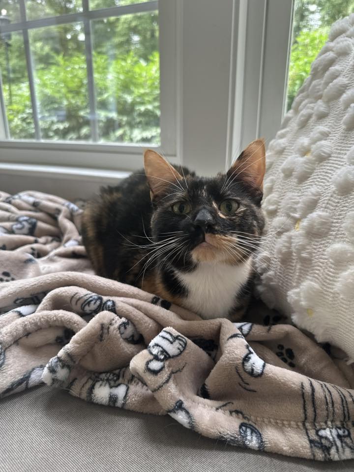 Callie - FKA (Elena) - 2024