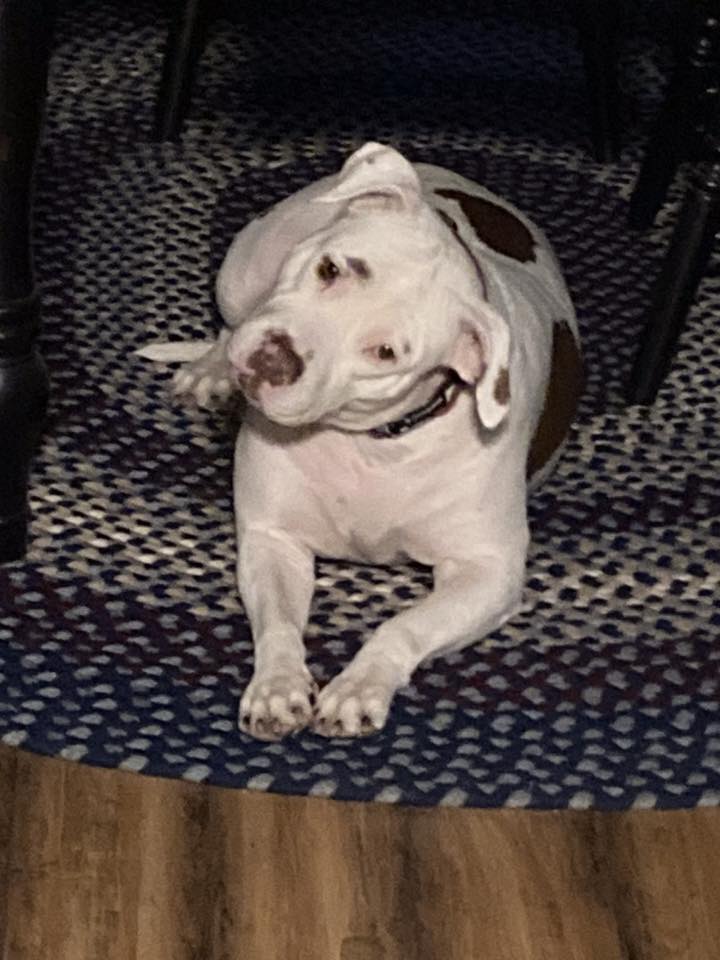 Chloe - FKA (Valentina) - 2021