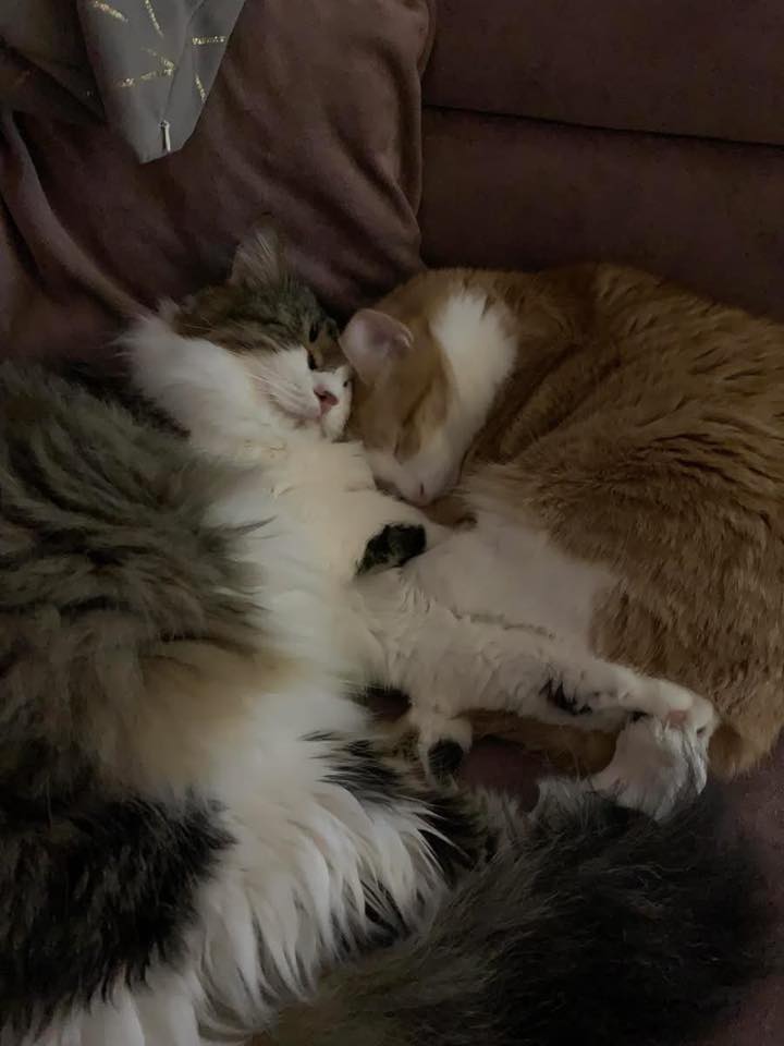 Fraggle And Cannoli - 2022