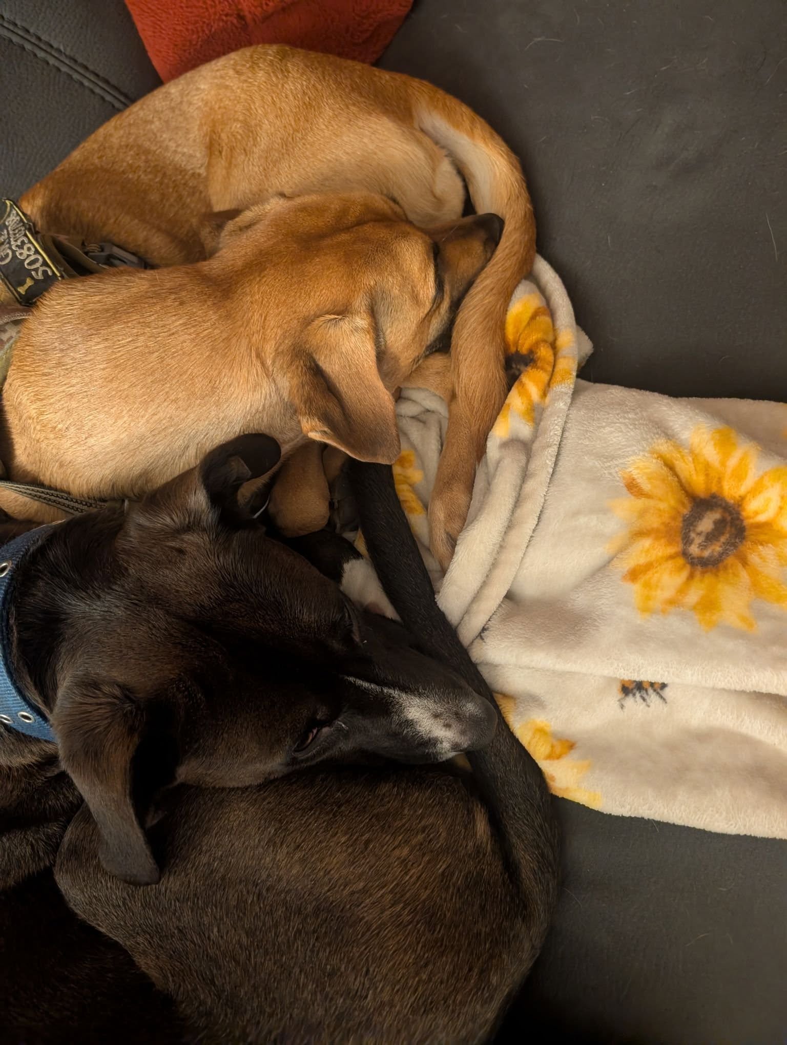 Goose And Jester - 2022