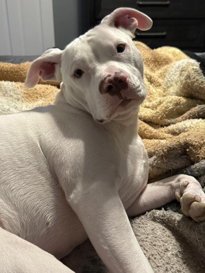 Harley - FKA (Elodie) - 2024