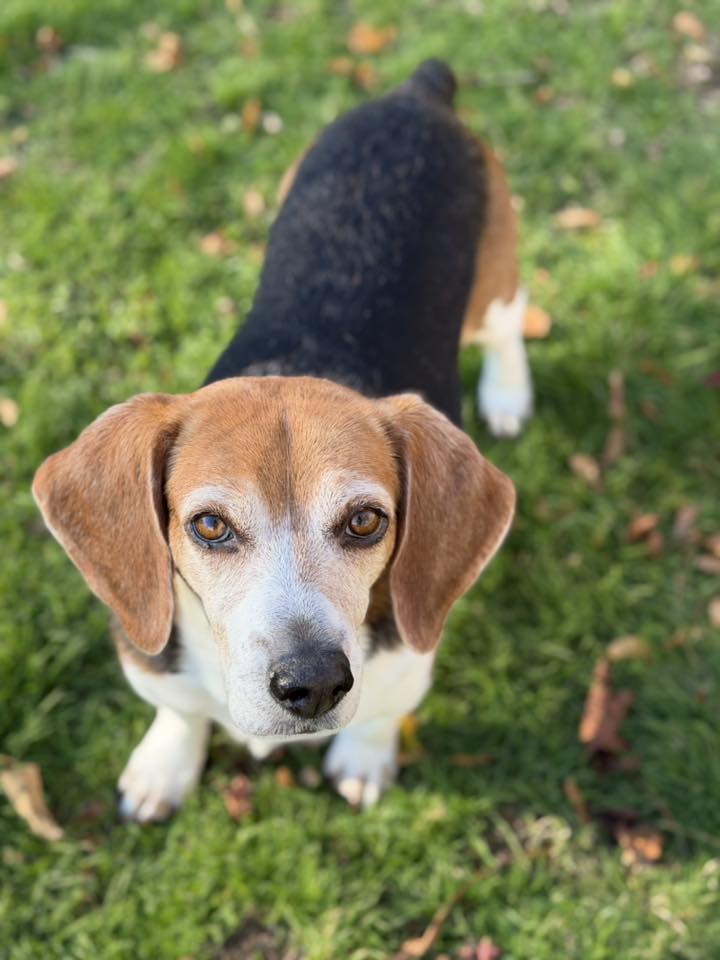 Joey - FKA (Bayou Joe) - 2021