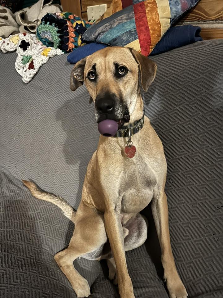 Kingsley Scout - 2023