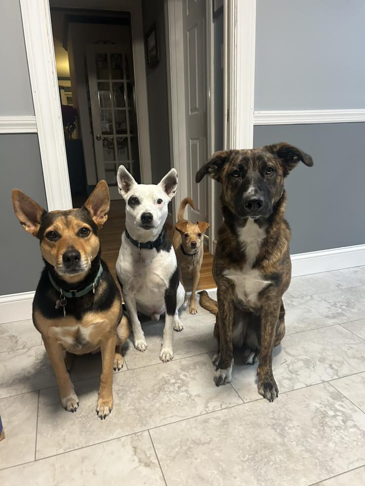 Maisie - Riley - Rick - Garfunkel