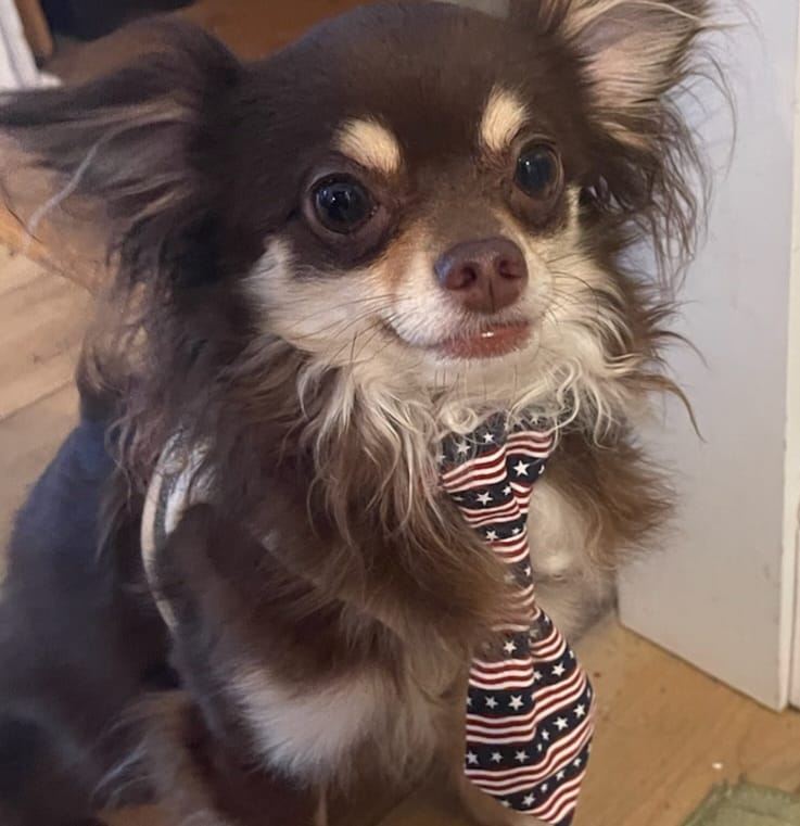 Mocha - FKA (Majin) - 2021