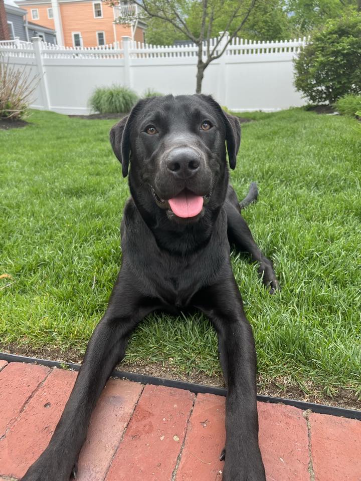 Reggie Harrison - 2023