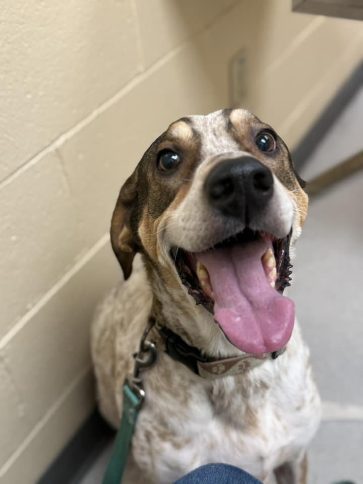 Rexxar - FKA (Greg) - 2020