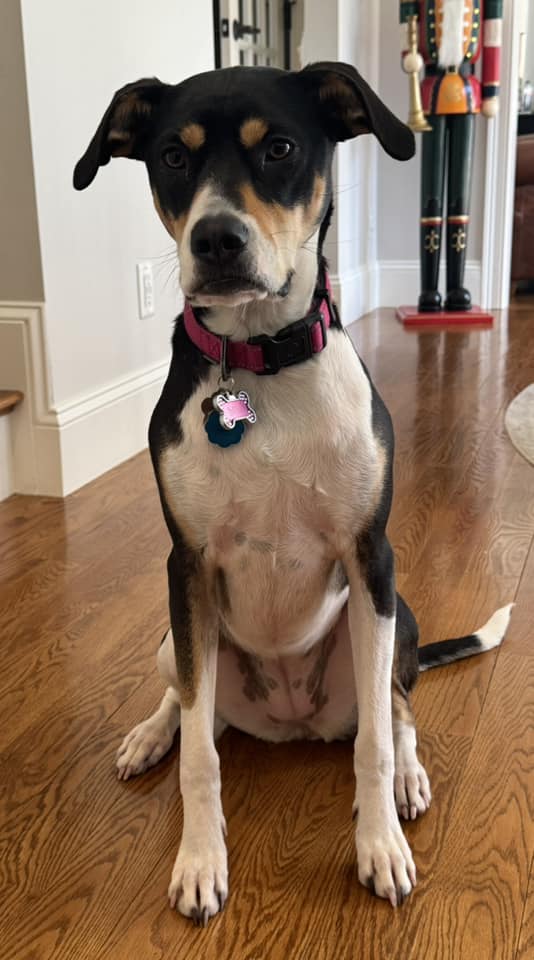 Sisu - FKA (Pippy) - 2024