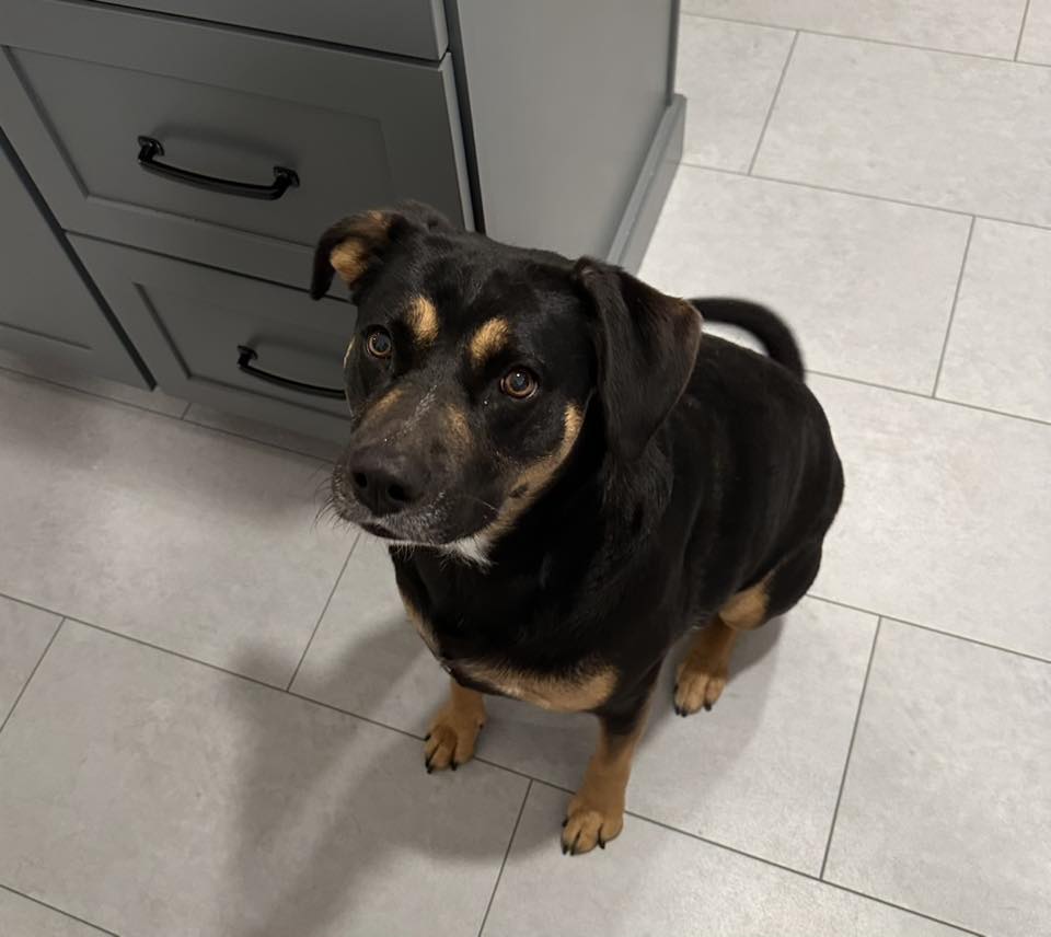 Zoey - FKA (Pet) - 2020