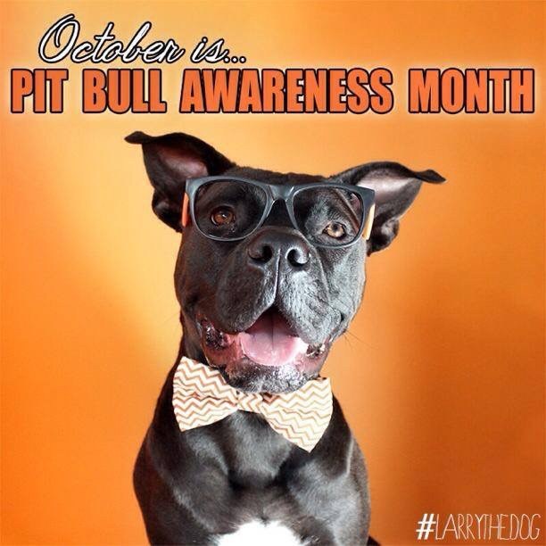 Pitbull awareness month