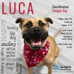Luca Featured Adoptable Dog