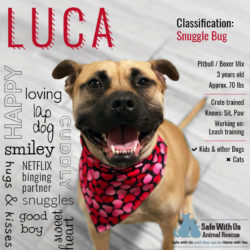 Featured Dog: Luca