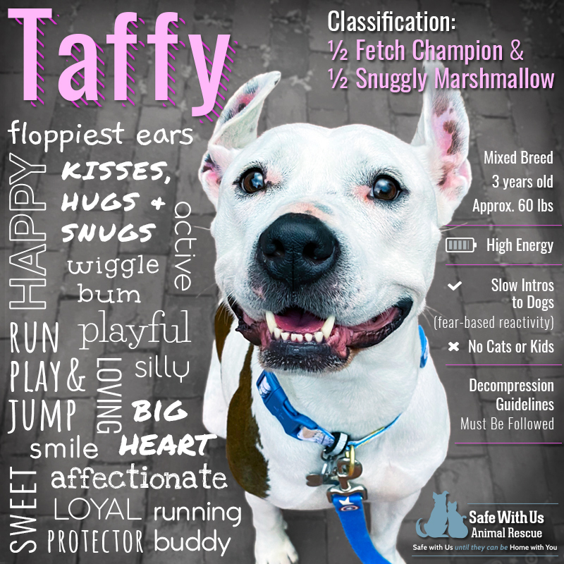 TaffyFeaturedDogv2 Safe With Us Animal Rescue