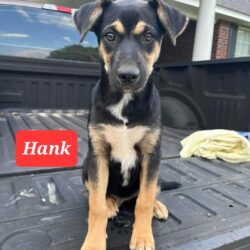 Hank  (Pending Adoption)