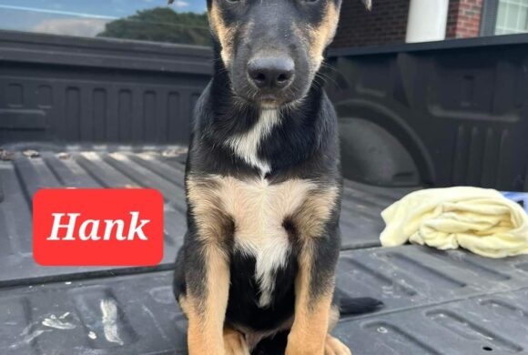 Hank  (Pending Adoption)