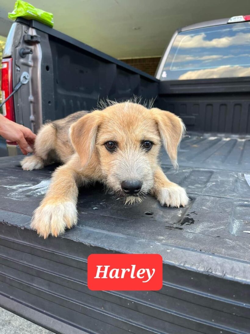 Harley (Pending Adoption)