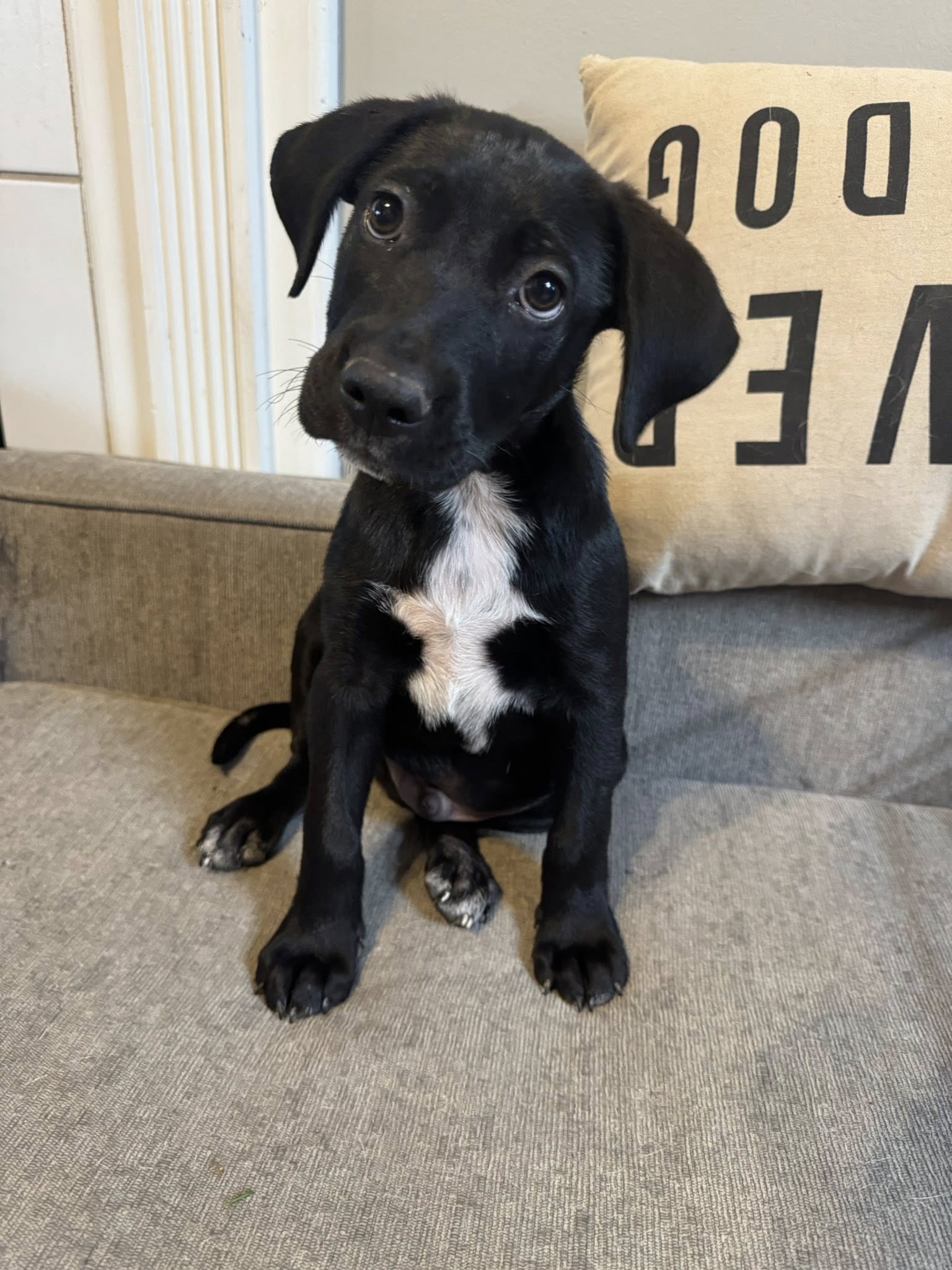 Black puppy on carpet