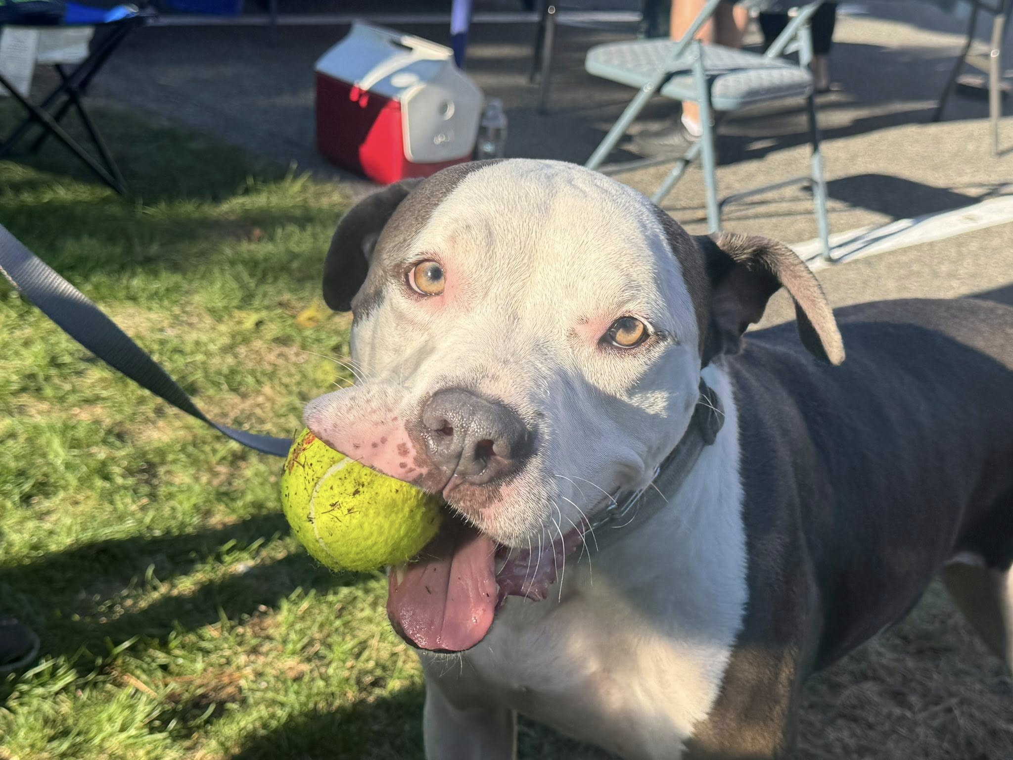 Dog with tennis ball