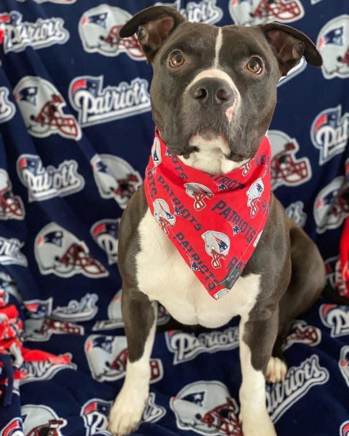 SWUAR Super Bowl Fundraiser