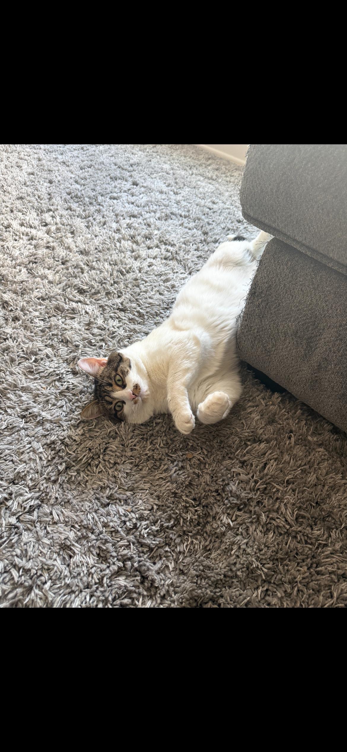 Maverick, a American Shorthair Cat available for adoption in Massachusetts