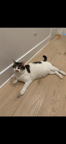 Maverick available for adoption photo 2