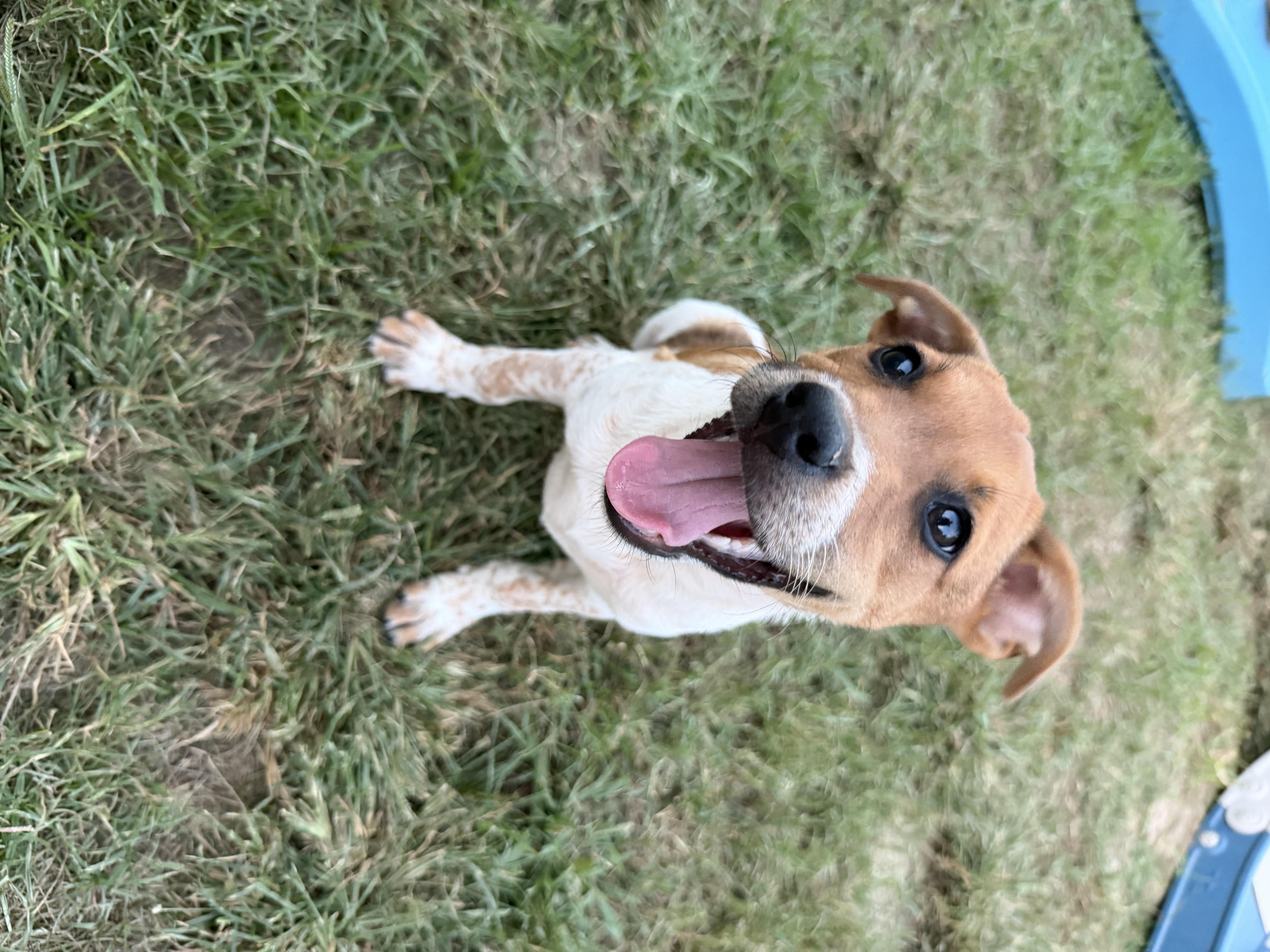 Waffle, a Australian Cattle Dog / Blue Heeler / Jack Russell Terrier Dog available for adoption in Massachusetts