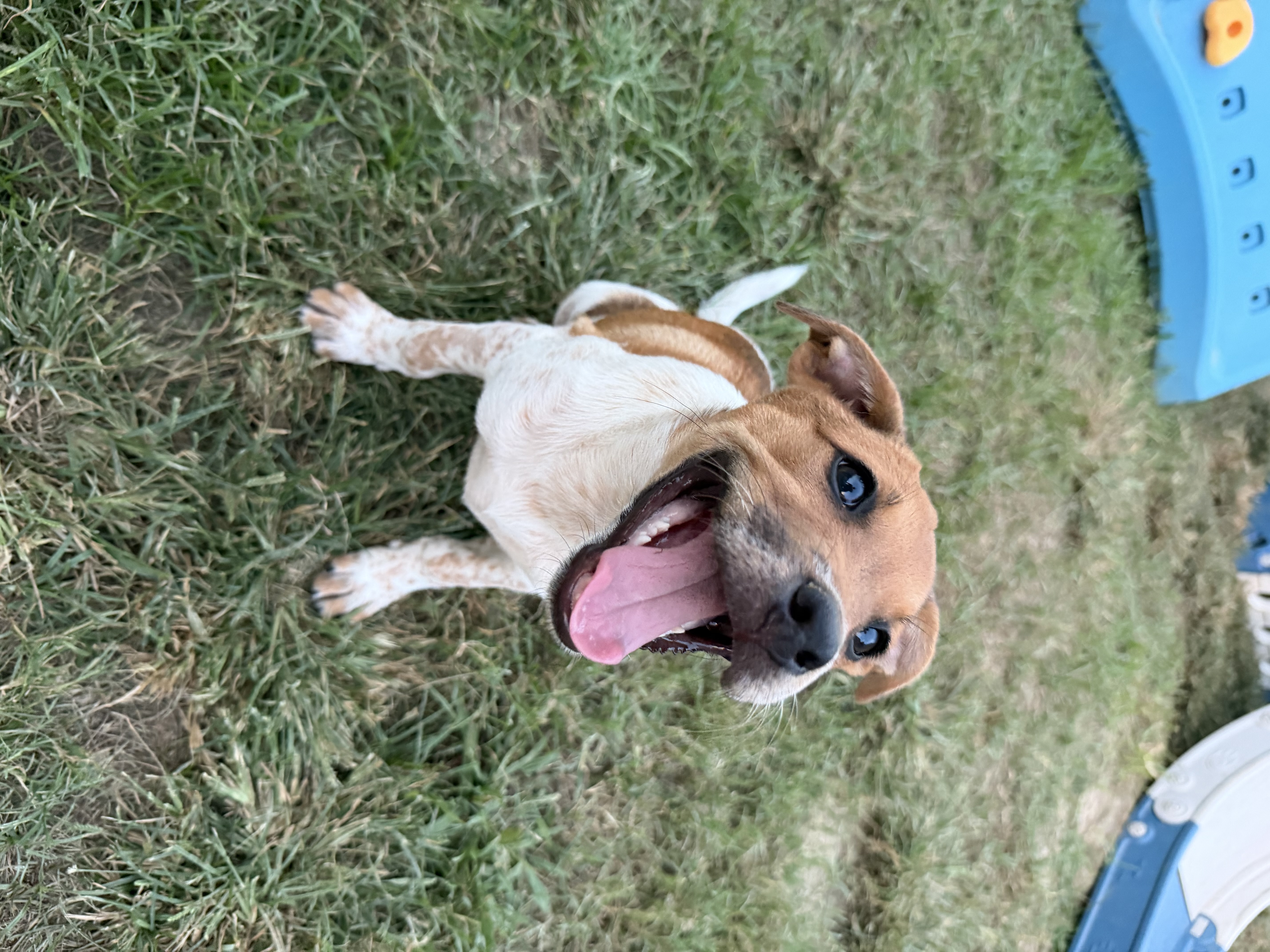 Waffle available for adoption photo 2
