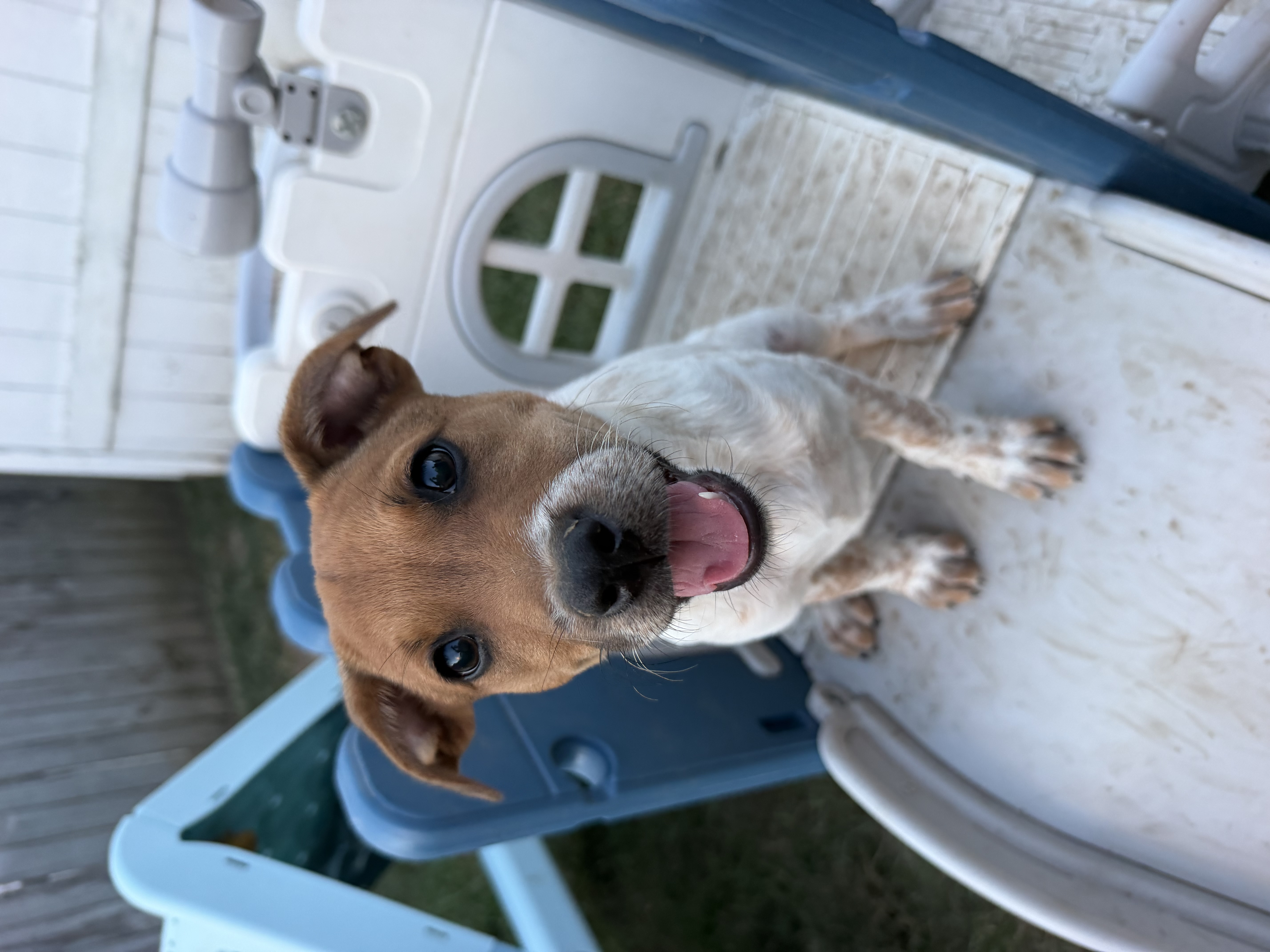Waffle available for adoption photo 3