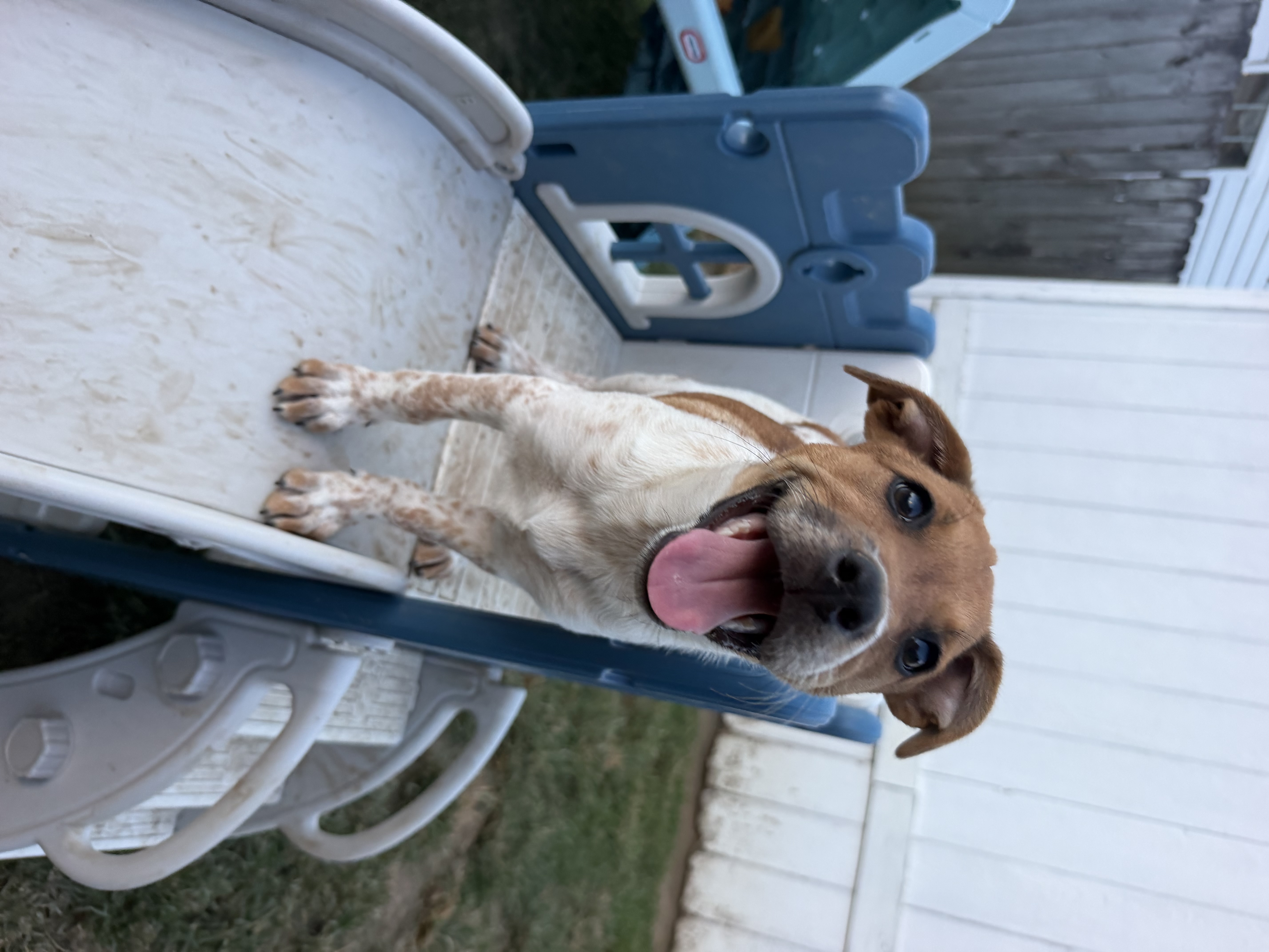 Waffle available for adoption photo 4