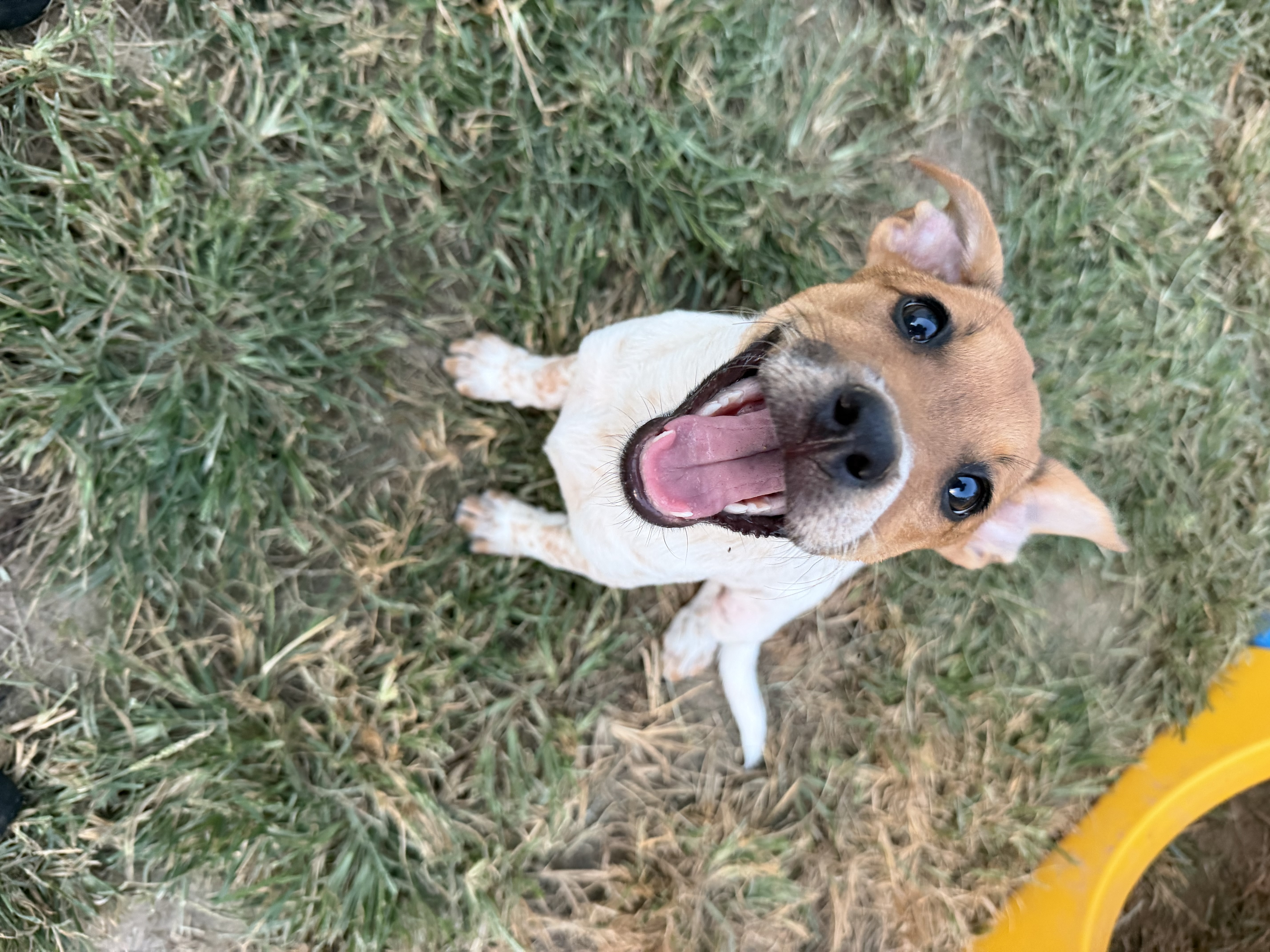 Waffle available for adoption photo 5