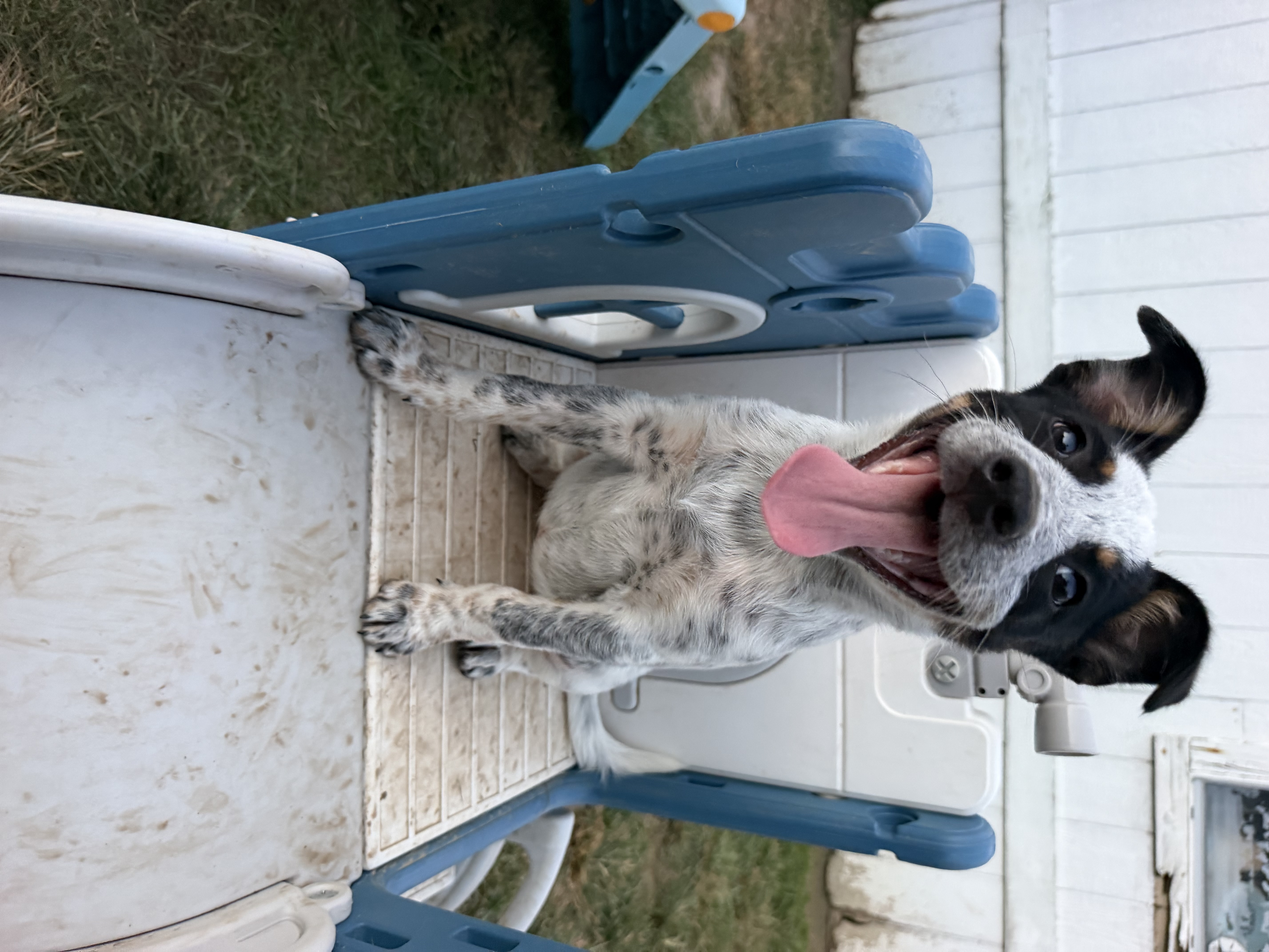 Pancake, a Australian Cattle Dog / Blue Heeler / Jack Russell Terrier Dog available for adoption in Massachusetts