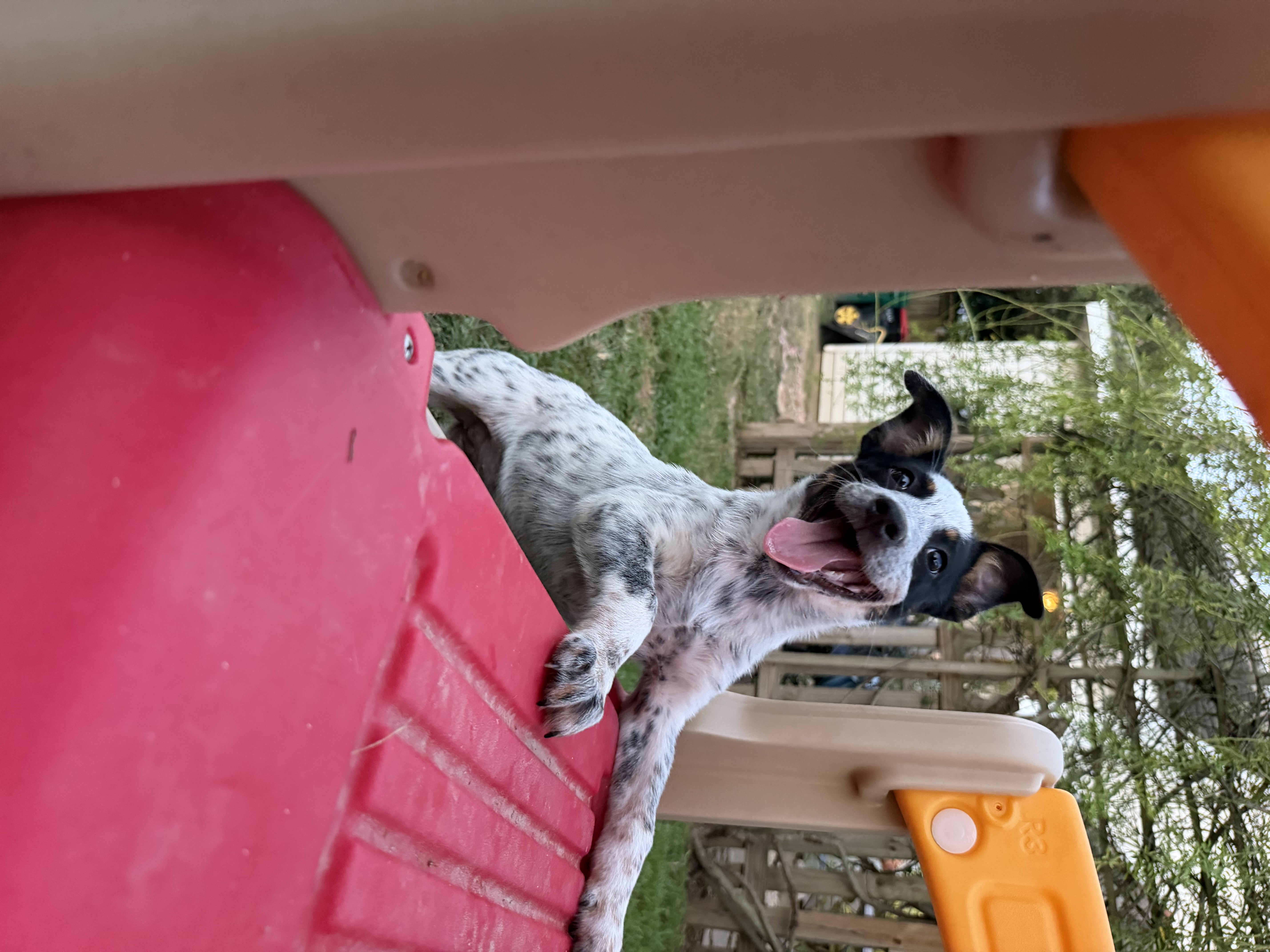 Pancake available for adoption photo 2