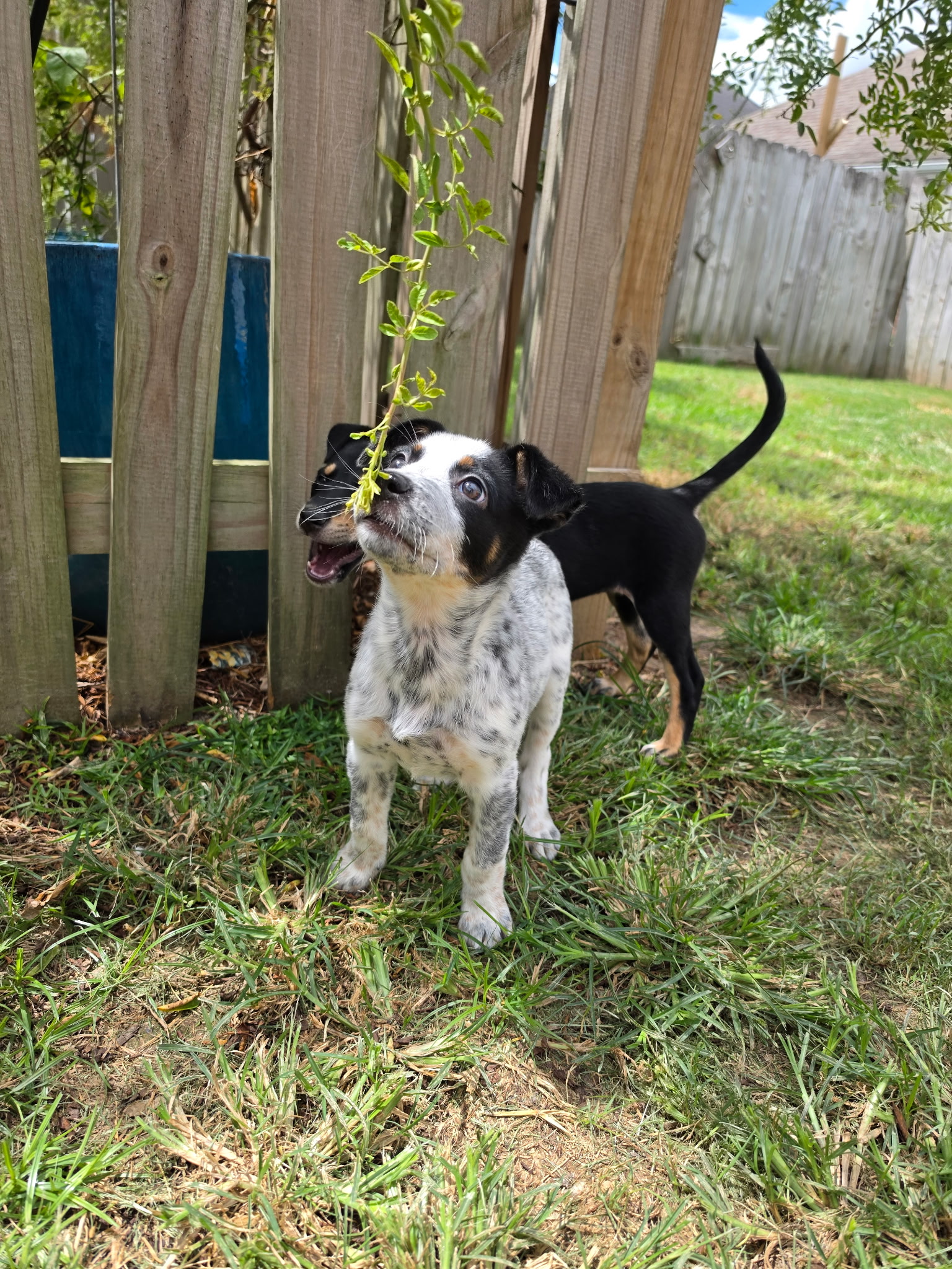 Pancake available for adoption photo 3