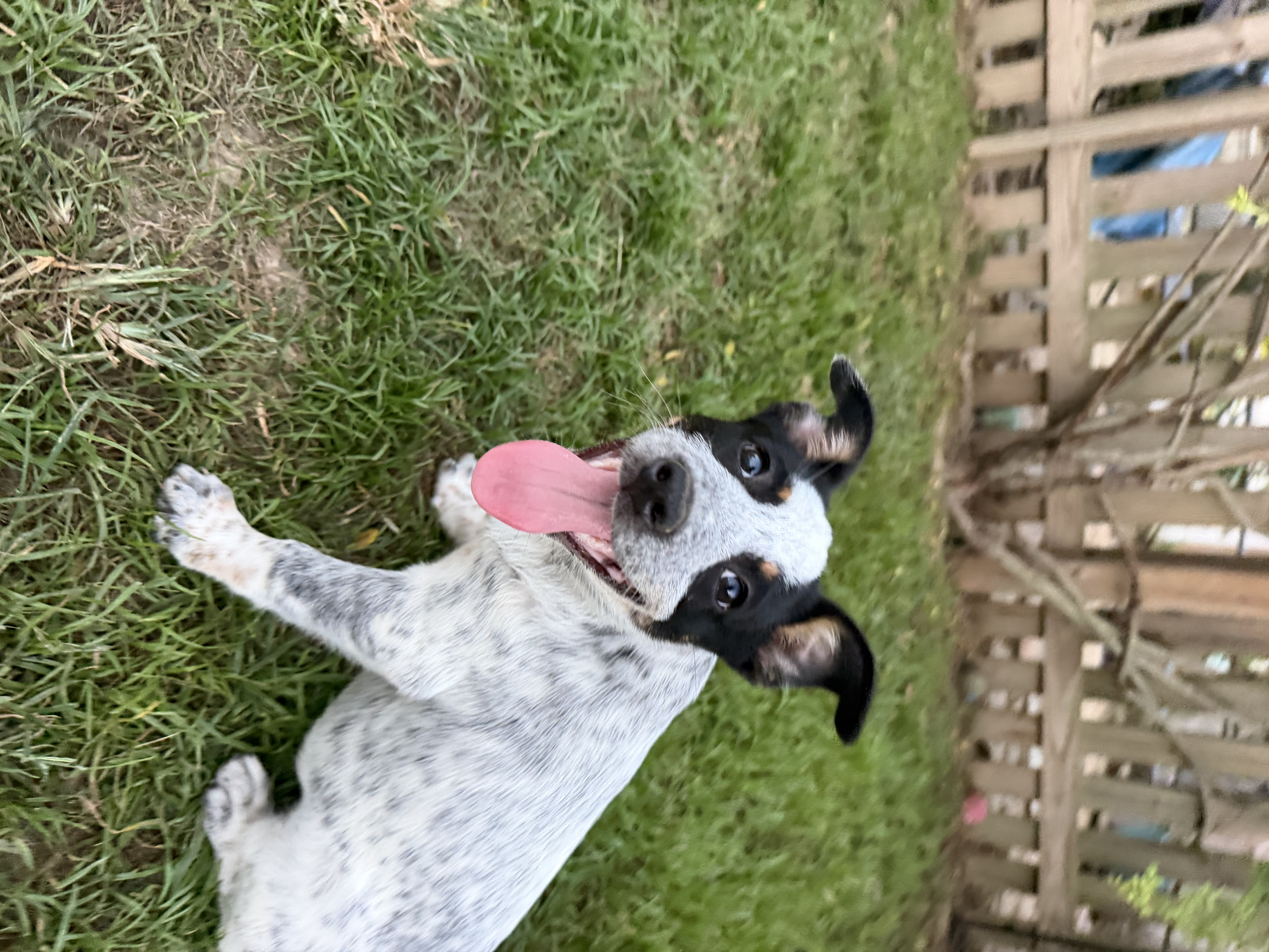 Pancake available for adoption photo 4