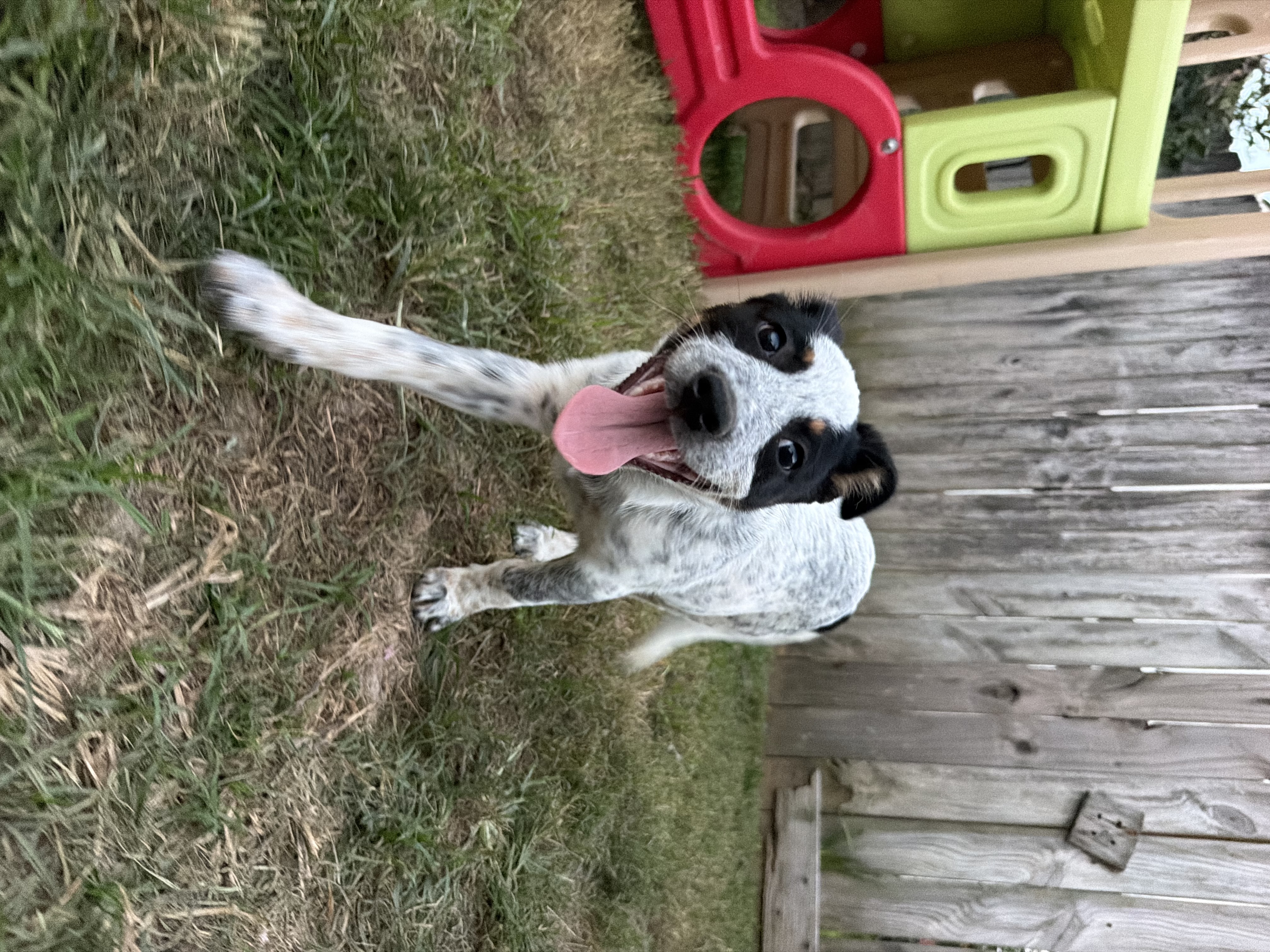 Pancake available for adoption photo 5