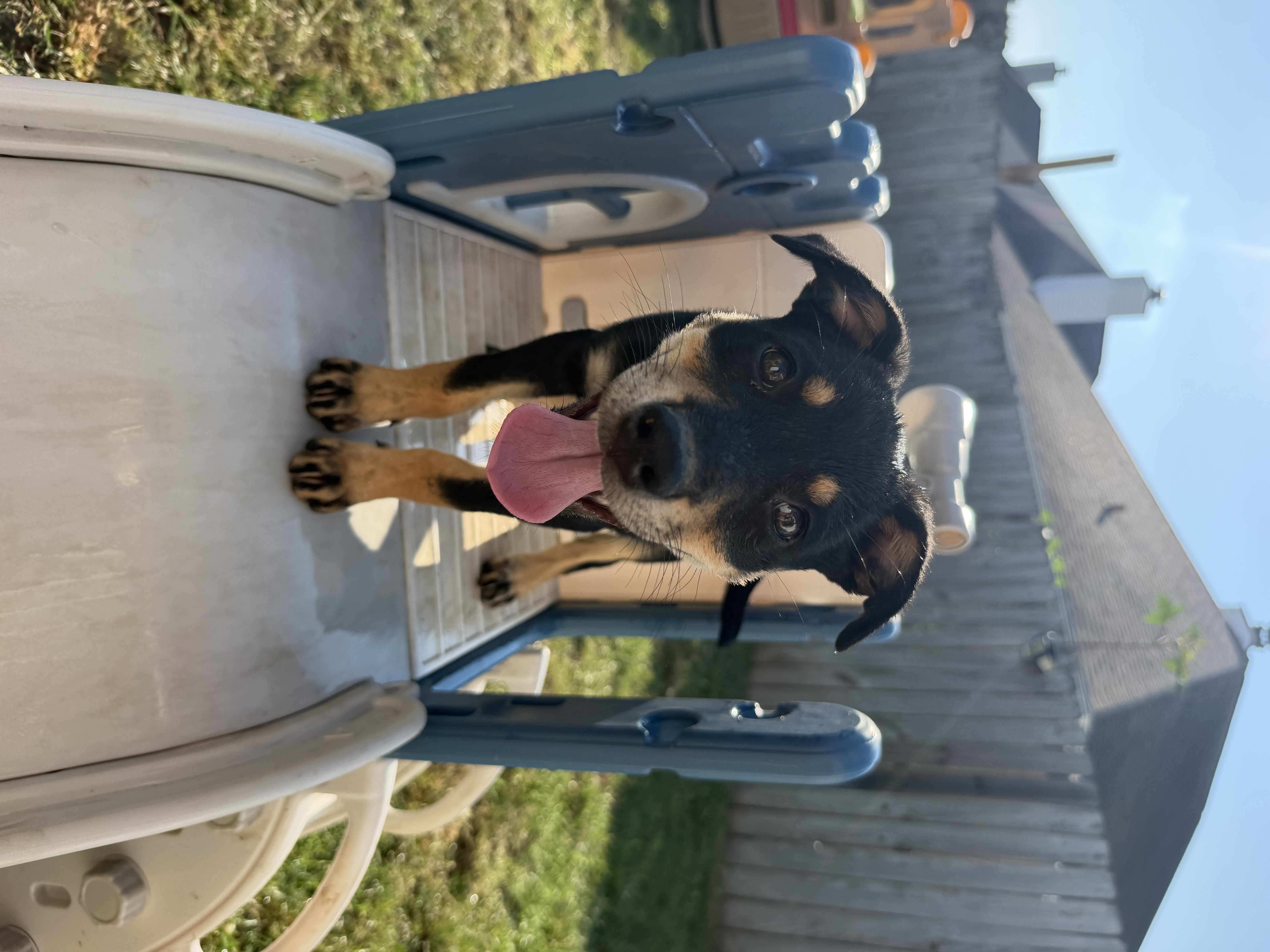 Cinnamon Roll, a Australian Cattle Dog / Blue Heeler / Jack Russell Terrier Dog available for adoption in Massachusetts
