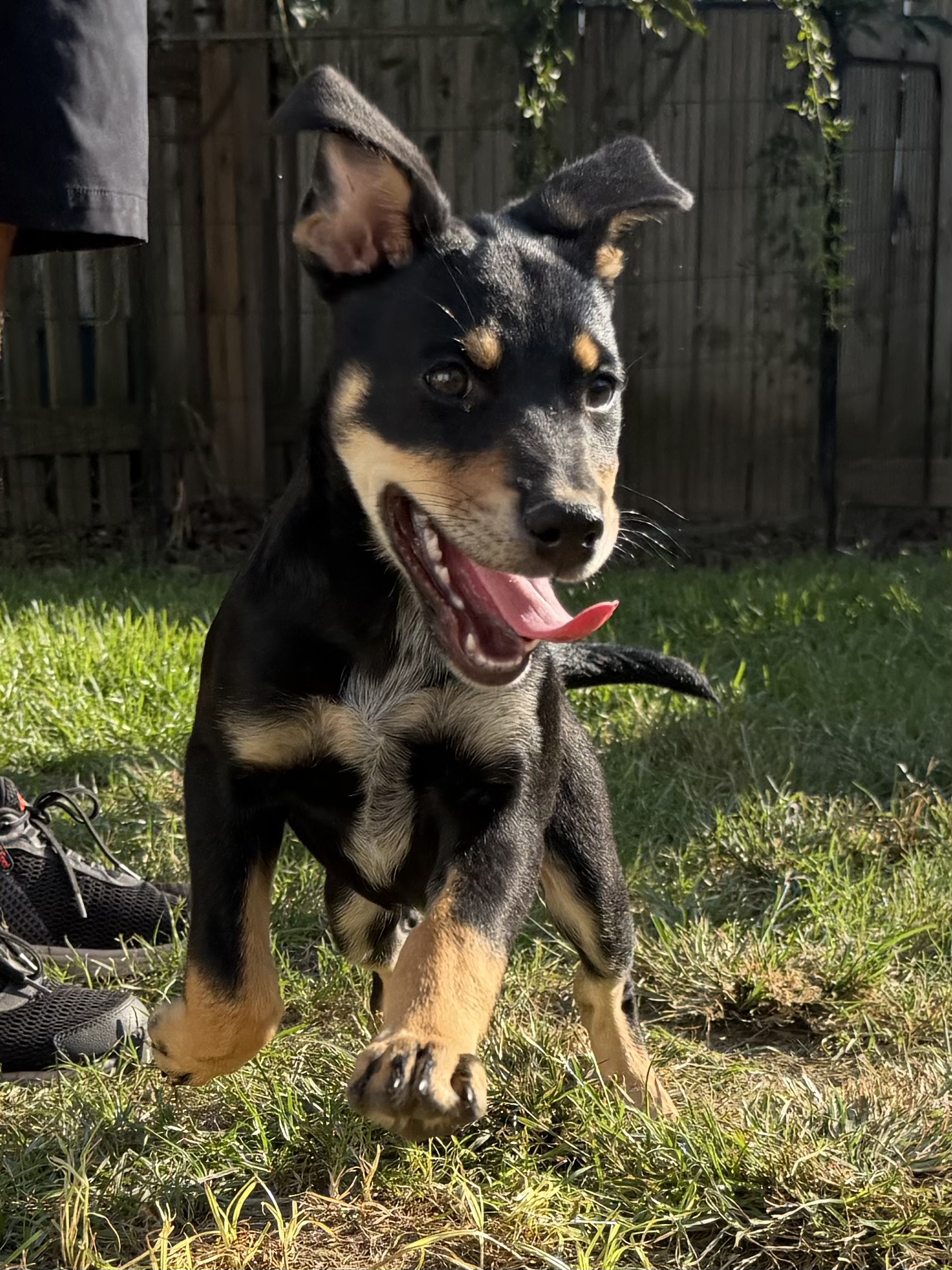 Cinnamon Roll available for adoption photo 4