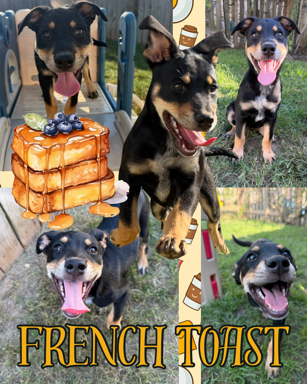 French Toast available for adoption photo 6
