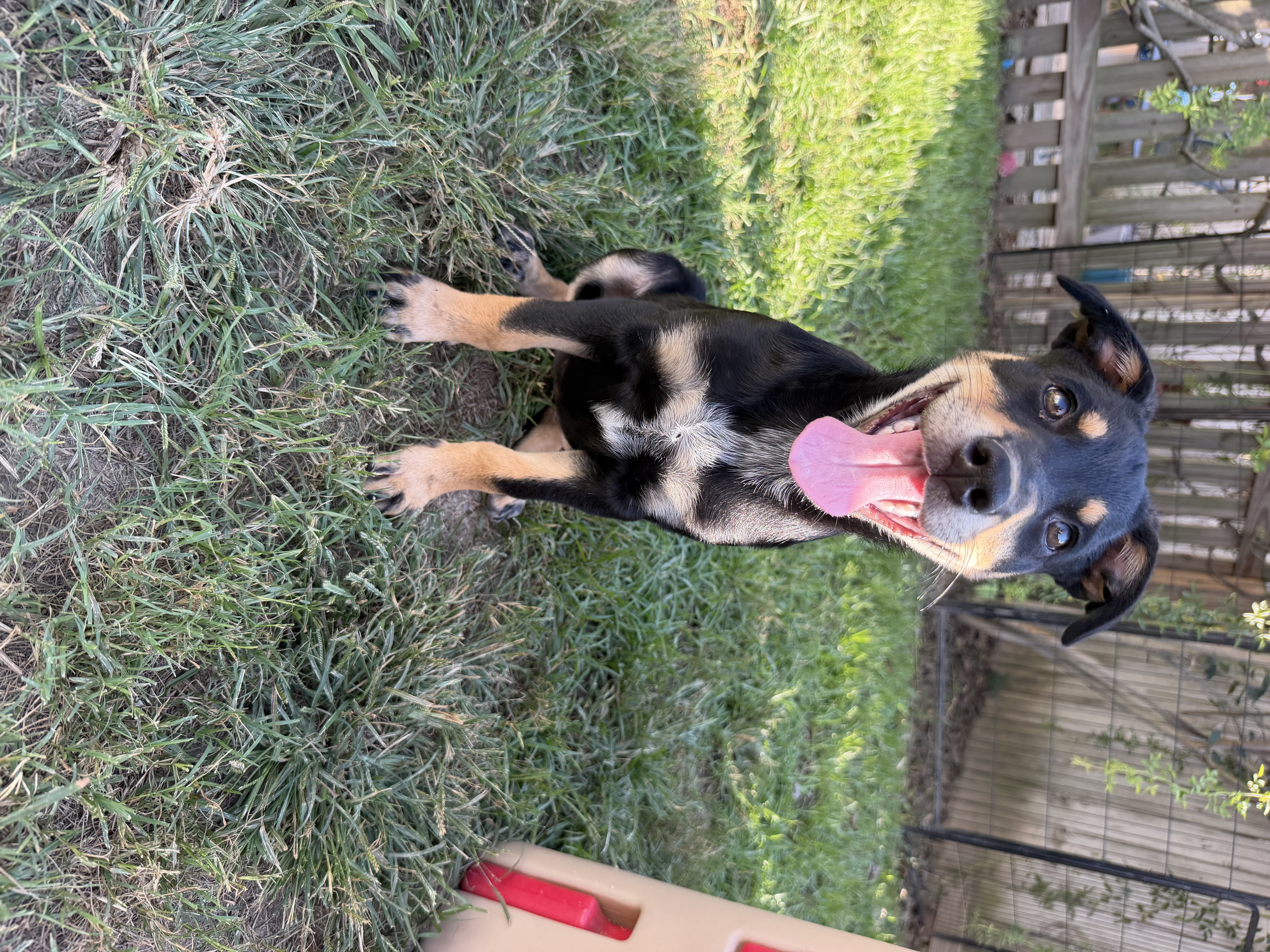 French Toast available for adoption photo 2