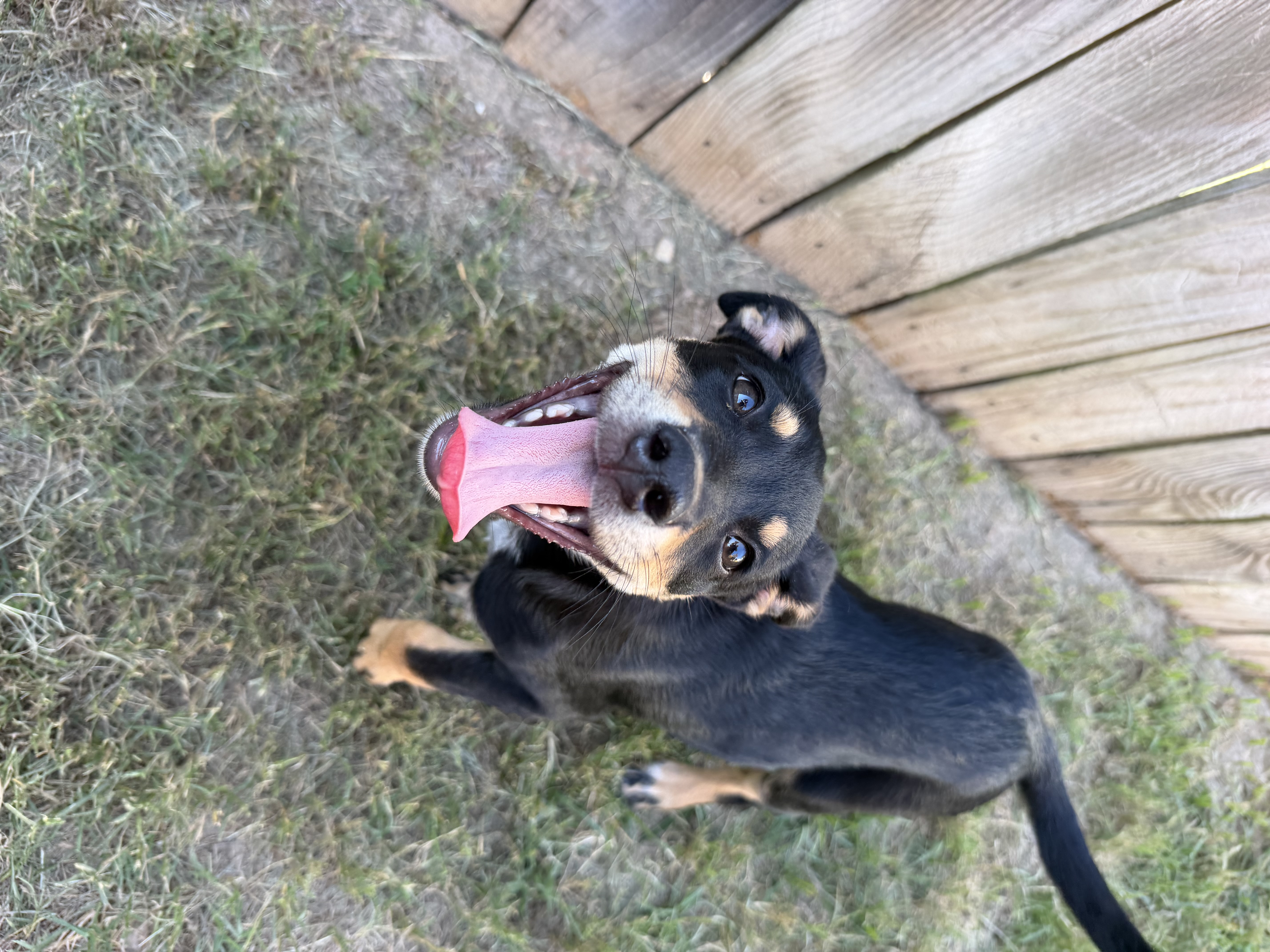 French Toast available for adoption photo 4