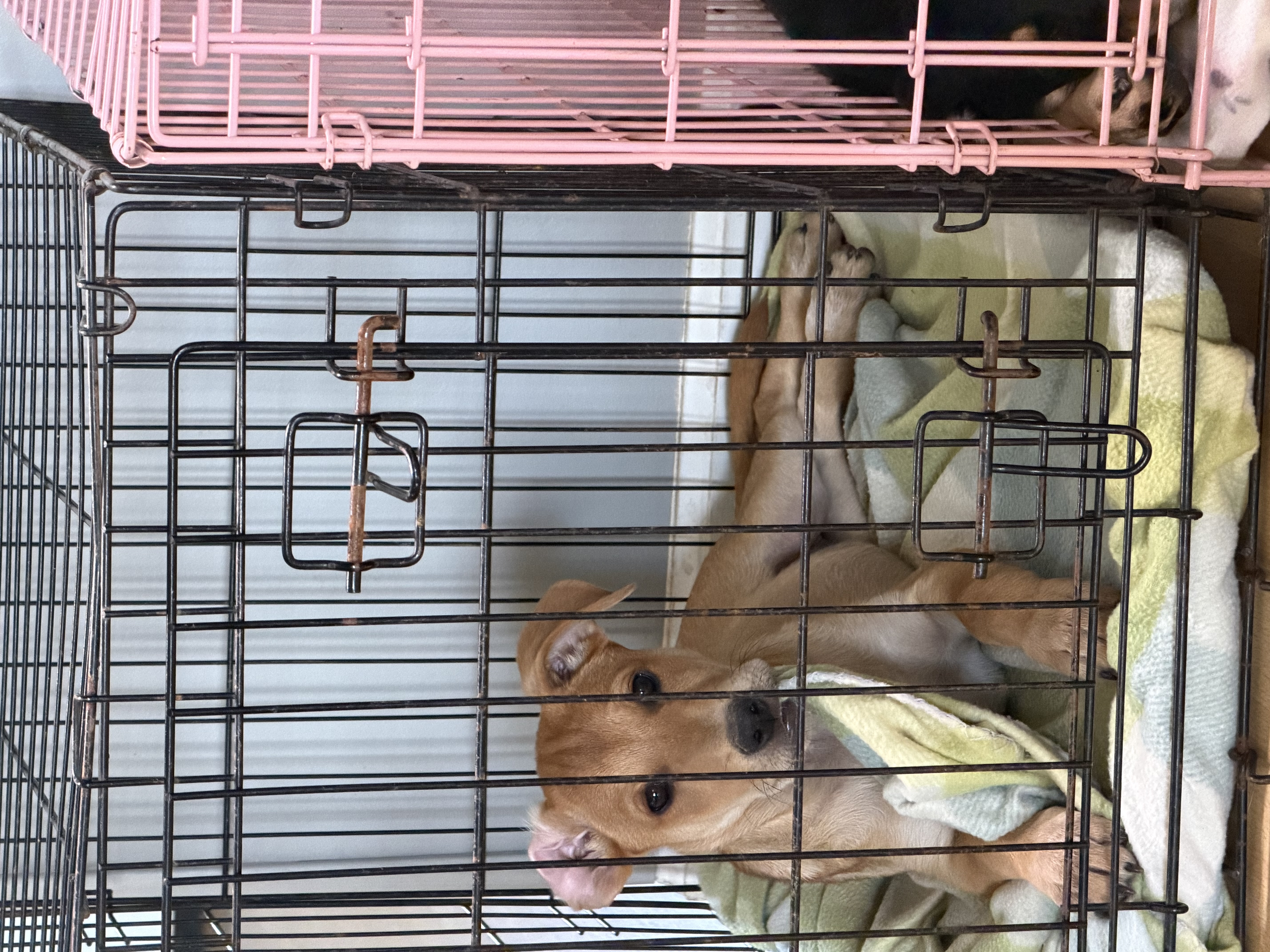 Photo of Cinnamon Roll