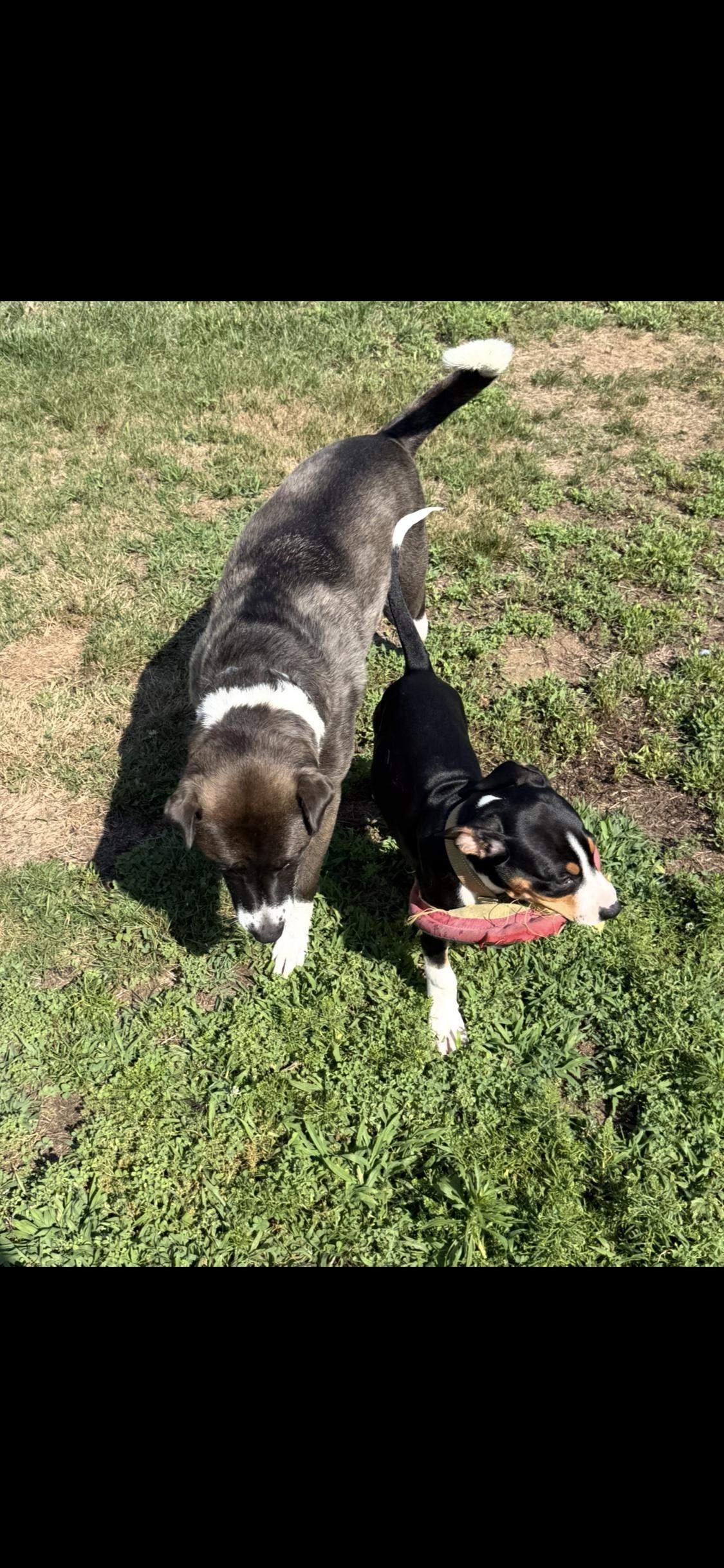 Photo of Ruckus