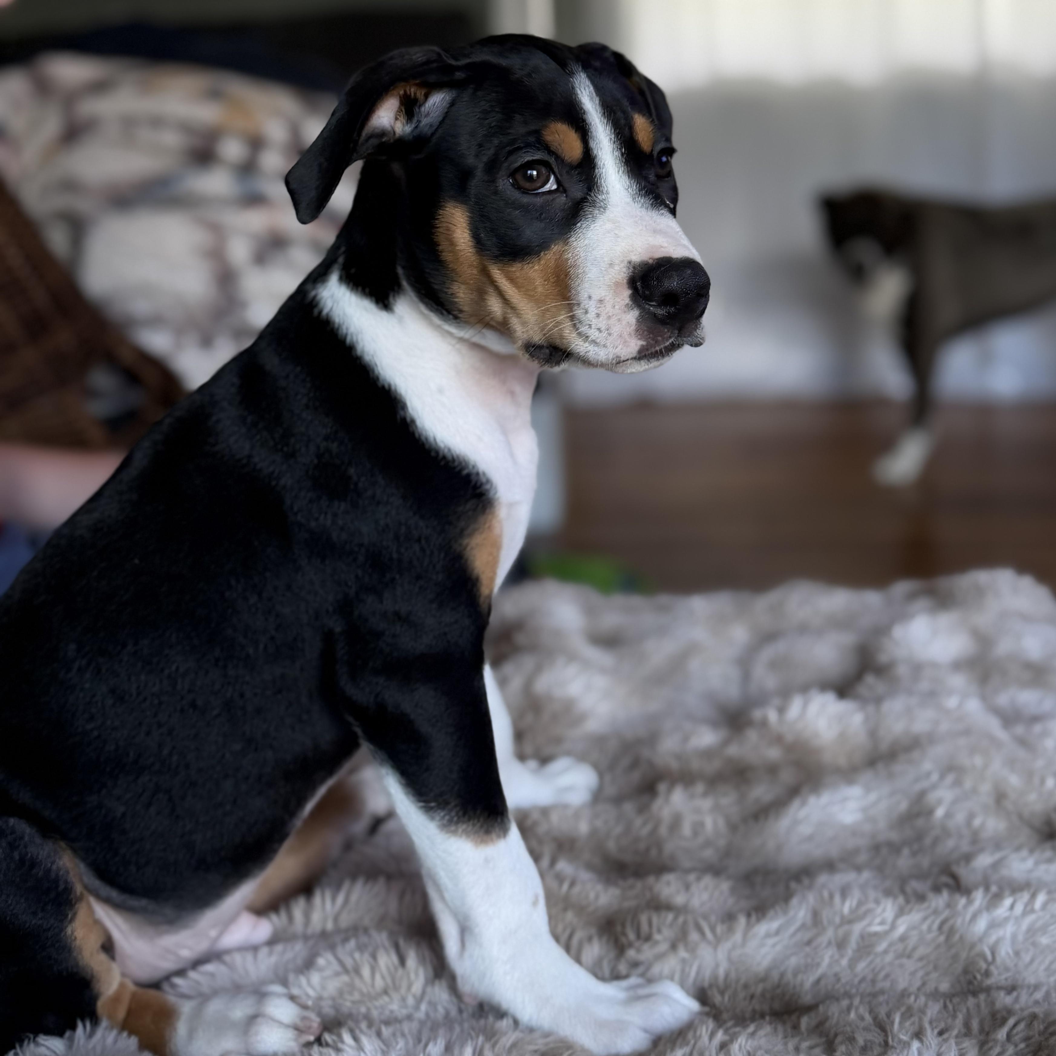 Photo of Ruckus