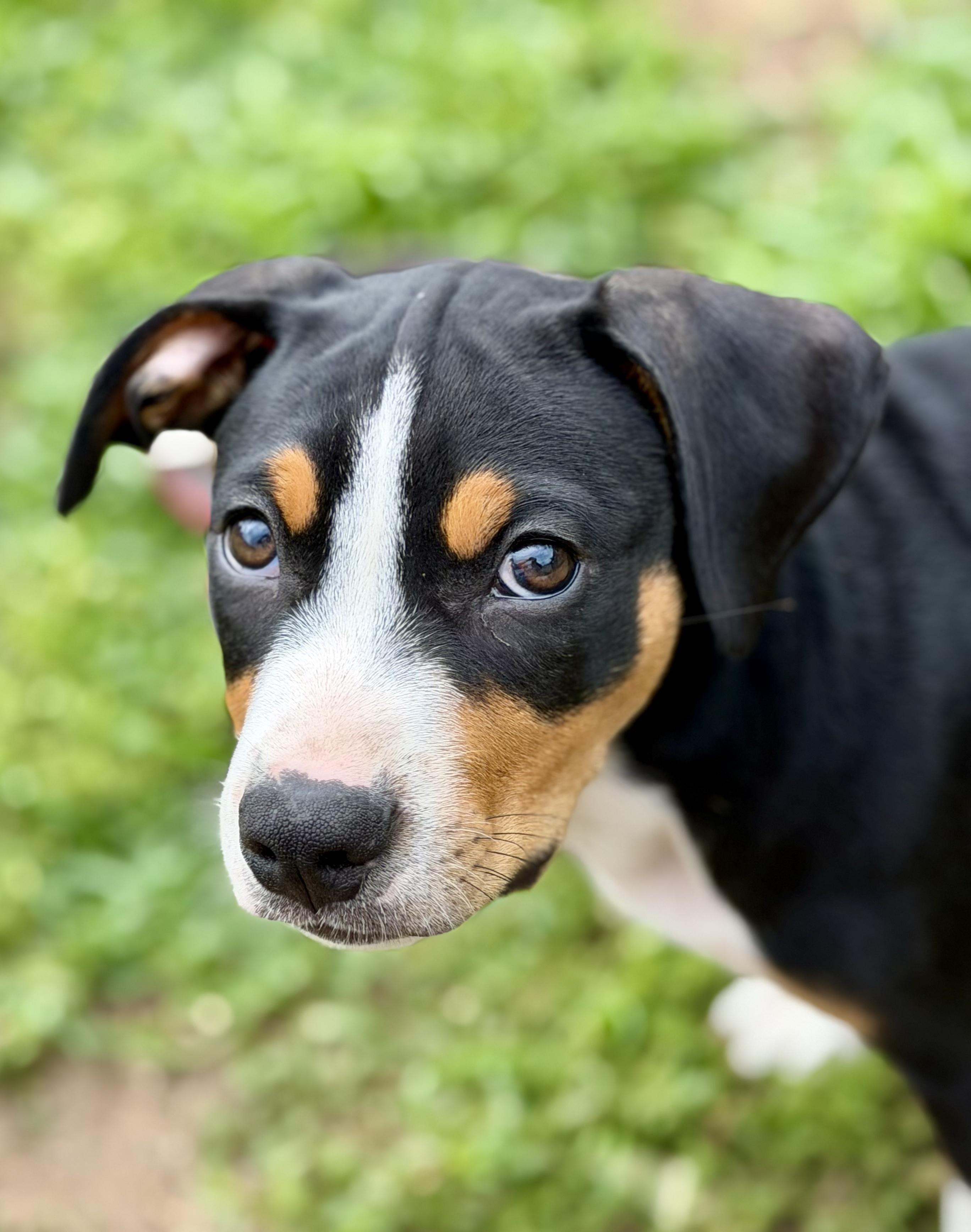 Photo of Ruckus