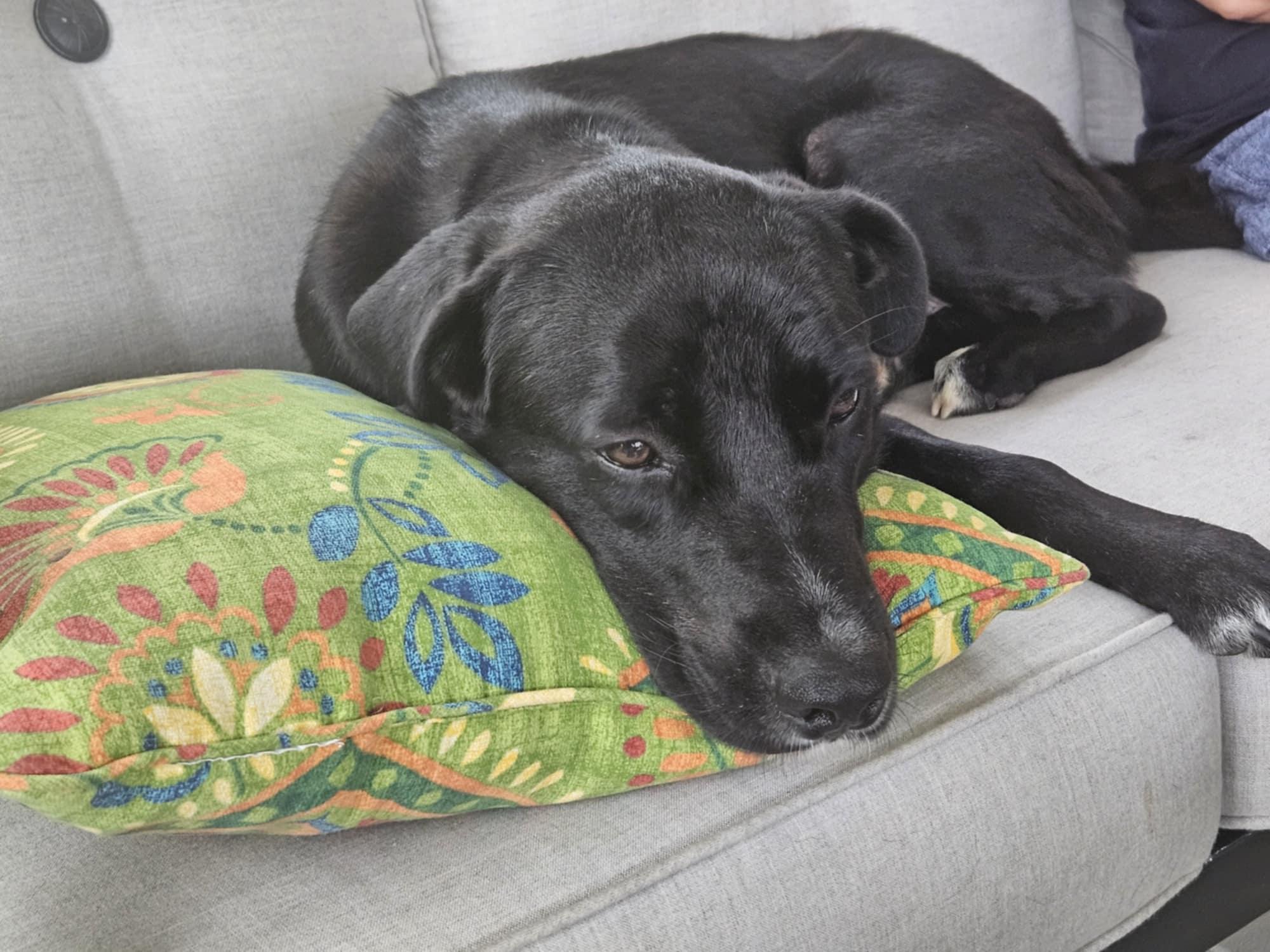Photo of Chase