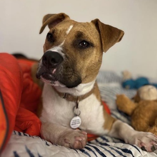 Photo of Sugar