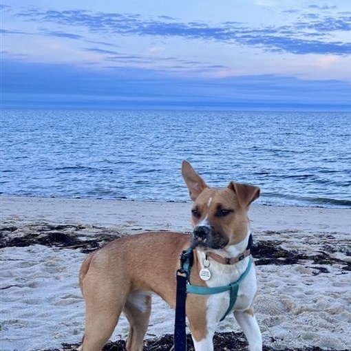 Photo of Sugar