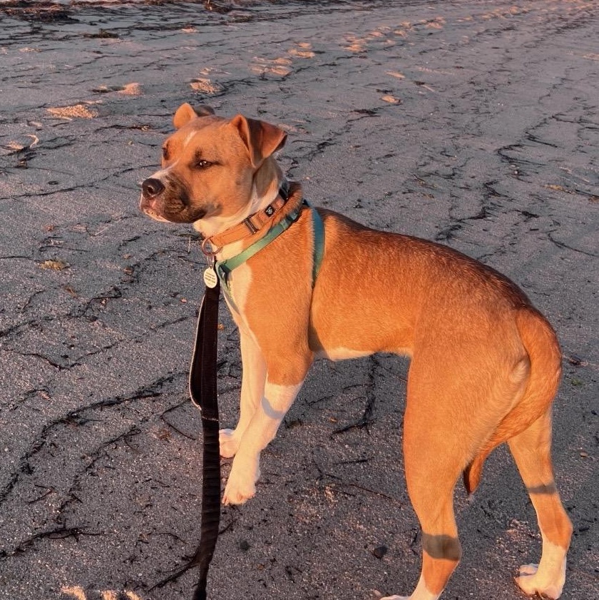 Photo of Sugar